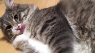 ぬいぐるみを可愛がる猫 ノルウェージャンフォレストキャット Cat, love stuffed animals. Norwegian Forest Cat.