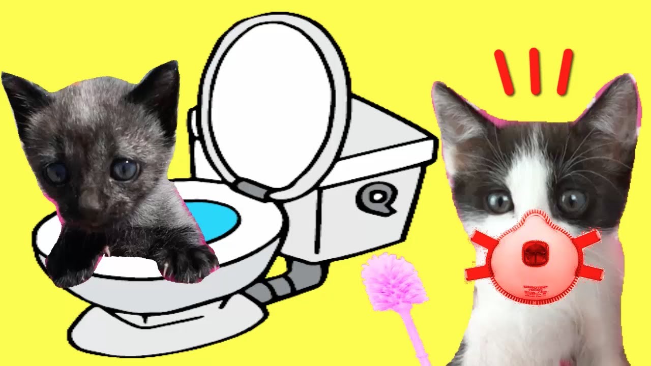 Bromas para hacer encerrados en casa con mis gatos chistosos Luna y Estrella / Funny Cats