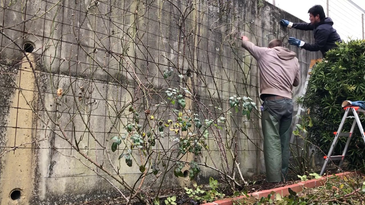 つるバラの冬剪定