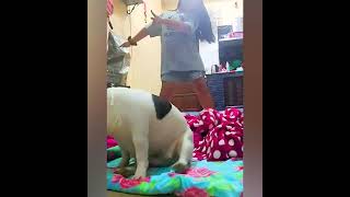 Fat Dog Does The Harlem Shake