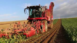 Rübenkampagne 2020 Grimme Rexor 620 Ropa Maus 5