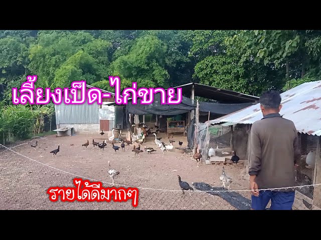 เลี้ยงไก่บ้าน#เลี้ยงง่าย ขายง่ายสุดๆมีลูกค้ามาถึงซื้อบ้าน รายได้งามๆ