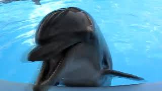crazy laughing dolphin