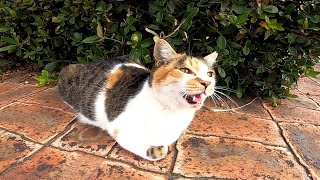公園の野良猫をモフモフしていたら突如歩き出して狩りに行った