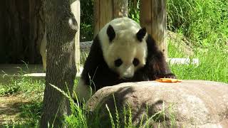 May 20, 2018 [Selected] Panda eats after making a mistake - YouTube