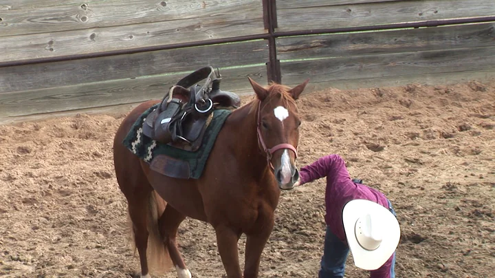 Dennis Sigler - Horses - Work in the Round Pen