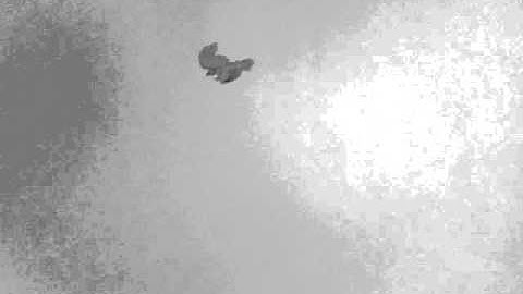 My First Morph Animation