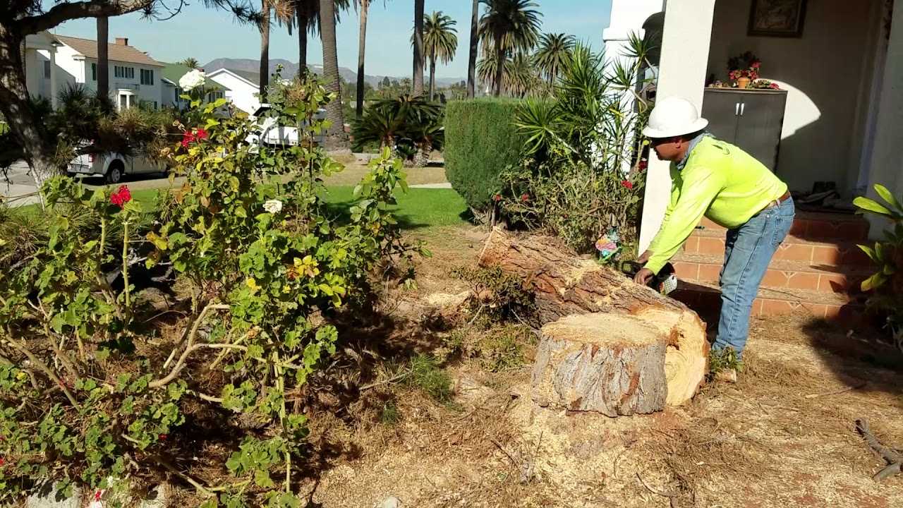 My 100 plus yrs old Pine Tree down - YouTube