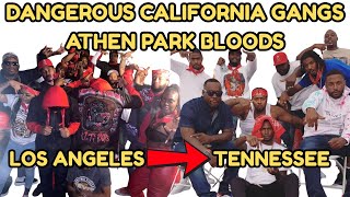 Dangerous California Gangs: Athens Park Bloods from Los Angeles to Tennessee Streets Information