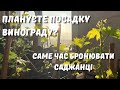 🌱 Плануєте посадку винограду? Саме час бронювати саджанці 