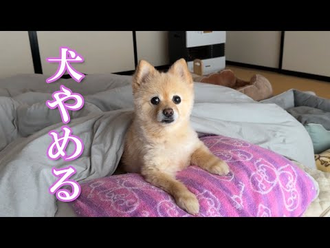 実家に帰省したポメラニアンがこうなりました…