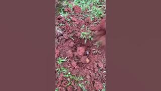 siapa yang suka uang rakyat