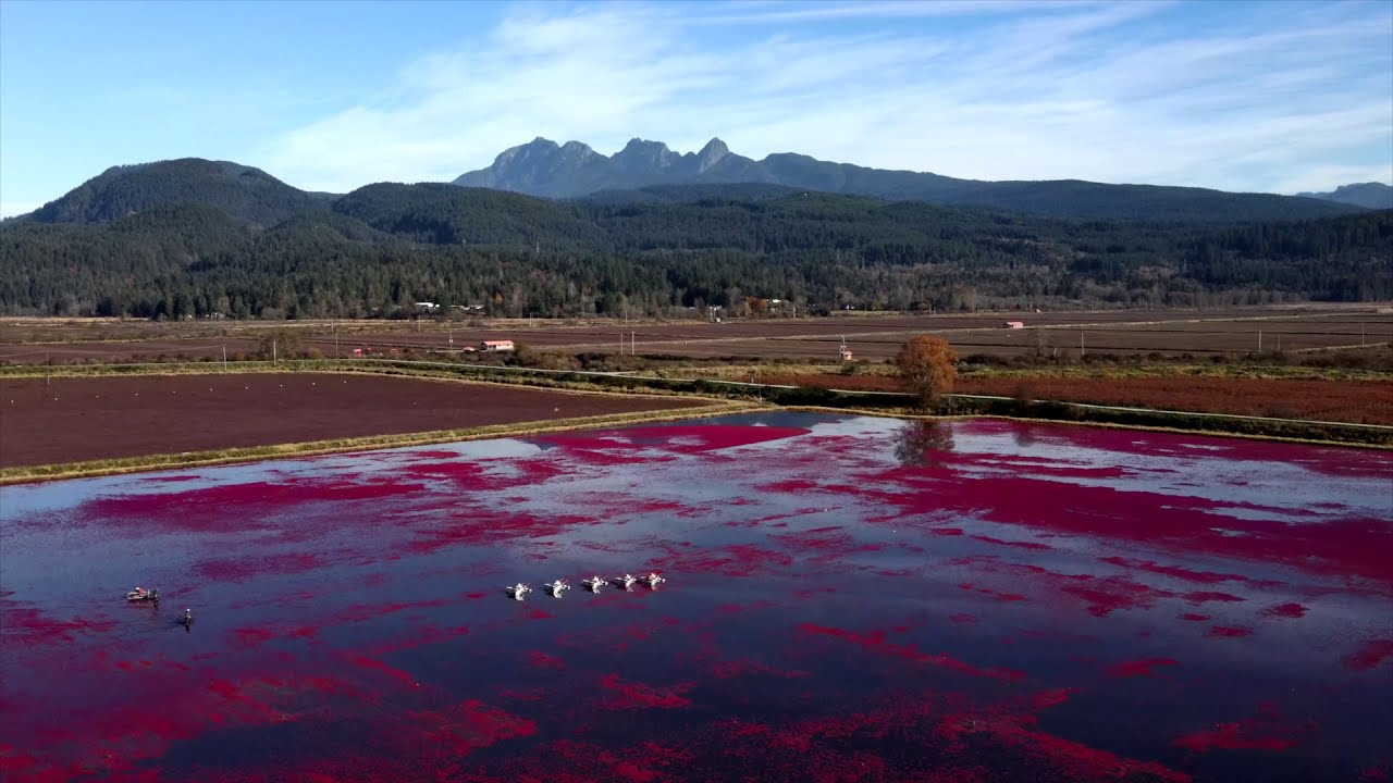 Pitt Meadows Cranberry Harvest YouTube