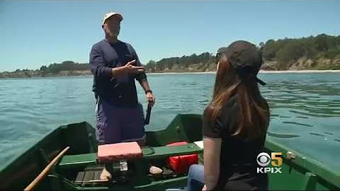 KPIX 5 Betty Yu: Great Whites Dying & Thriving