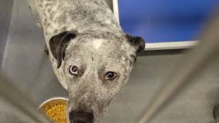 acs A673872