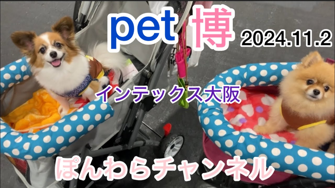 【ペット博大阪2024】インテックス大阪に行ってきました😊