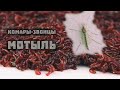 Комары звонцы и мотыль, их личинки, в аквариуме и в дикой природе // Clever Cricket