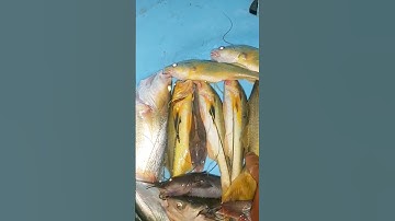 #Short /Tuyệt chiêu câu mồi độc lạ tép càng dính cá phèn thấy mê  #KiềmRapper