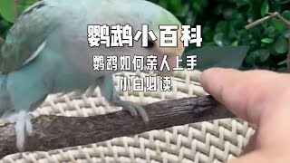 鹦鹉如何亲人上手小白必读