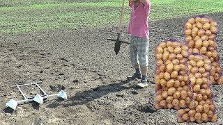 Посадка картофеля без лопаты картофелесажалка своими руками