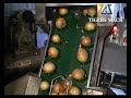 Automatic Onion Skin Peeling Machine and Onion Root Cutting Machine Process Line