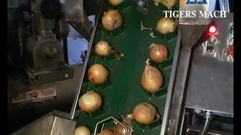 Automatic Onion Skin Peeling Machine and Onion Root Cutting Machine Process Line