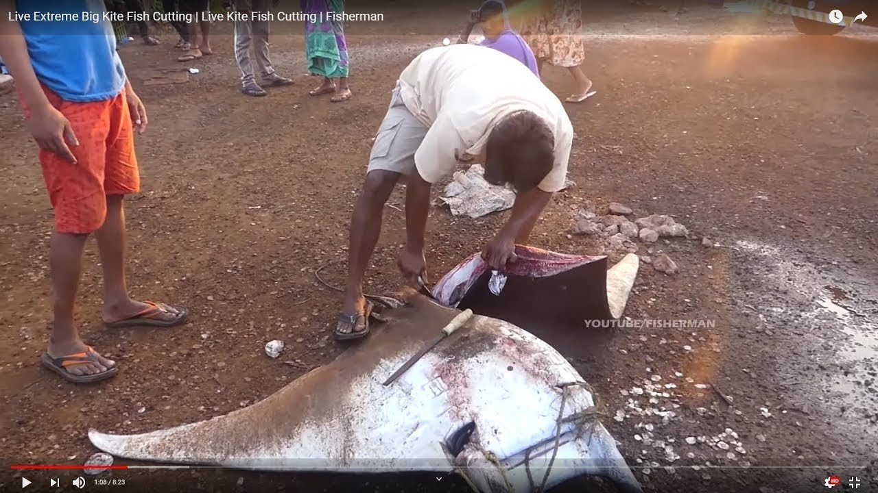 Live Extreme Big Kite Fish Cutting, Live Kite Fish Cutting