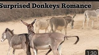the story of domestic donkeys #viralvideo