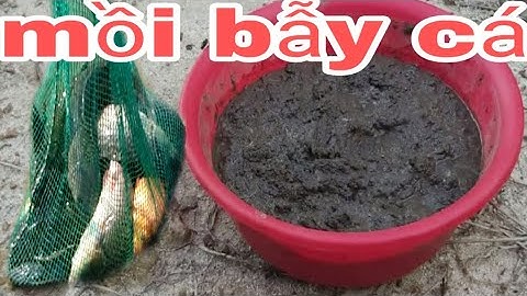 mồi bẫy cá|cách làm mồi bẫy cá đơn giản dễ làm bắt được nhiều cá|hoang anh vlog