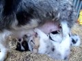 Corgi x Sheltie mix puppies nursing 5-5-12.MP4