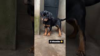 25 Days to One Year Rottweiler Transformation #feed #transformation #puppy #pets #dog