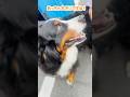 喜んでもらえた‼️視聴者さんに会えたバーニーズ🐾
