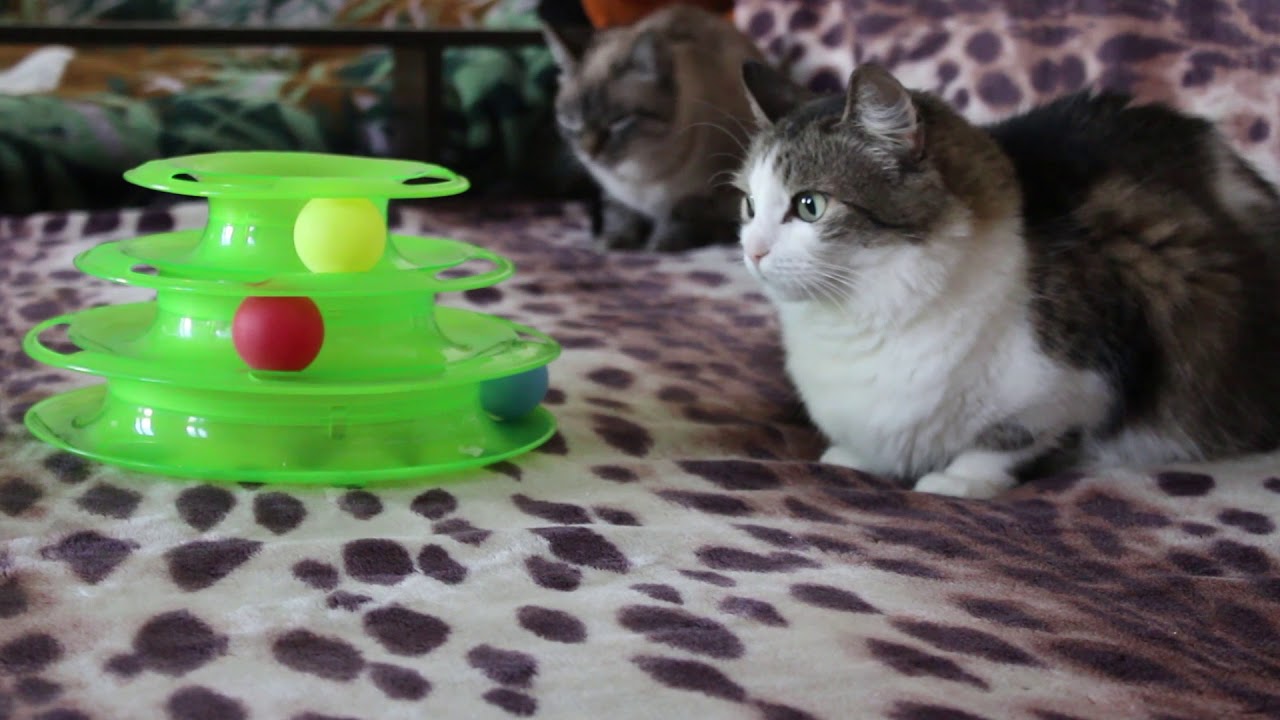 The best toys for cats. Лучшие игрушки для кошек