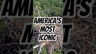 America's Most Iconic Bird 🦅#facts #youtubeshorts #shorts #trending #nature #viral #explore #asia
