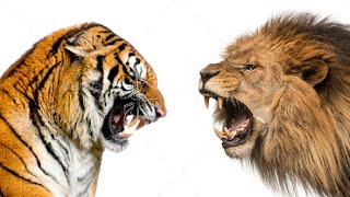 Are You A Lion or Tiger? © screenshot 5