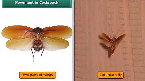 Movement in Cockroach