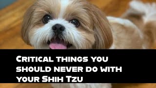 14 Critical Mistakes You Must Never Make With Your Shih Tzu (Keep Them Healthy & Happy)