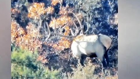Elk Field Judging.  How good are you?