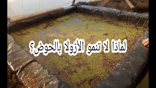 أسباب عدم نمو الأزولا في الطبق أو الحوض؟