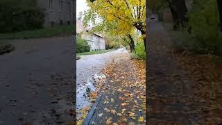 Такой красивый октябрь!🍁🌧️ #прогулка #дождь #осень2025 #юрашатунов #падаютлистья