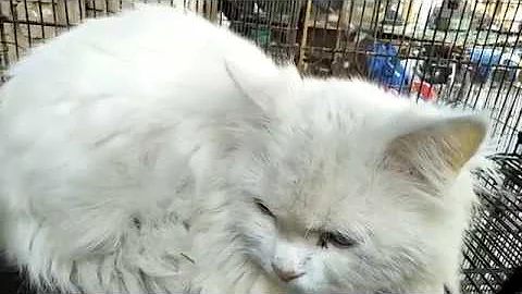 Video 1266471: breed turkish angora, eyed white turkish angora, turkish angora female, turkish angora male, cute turkish angora