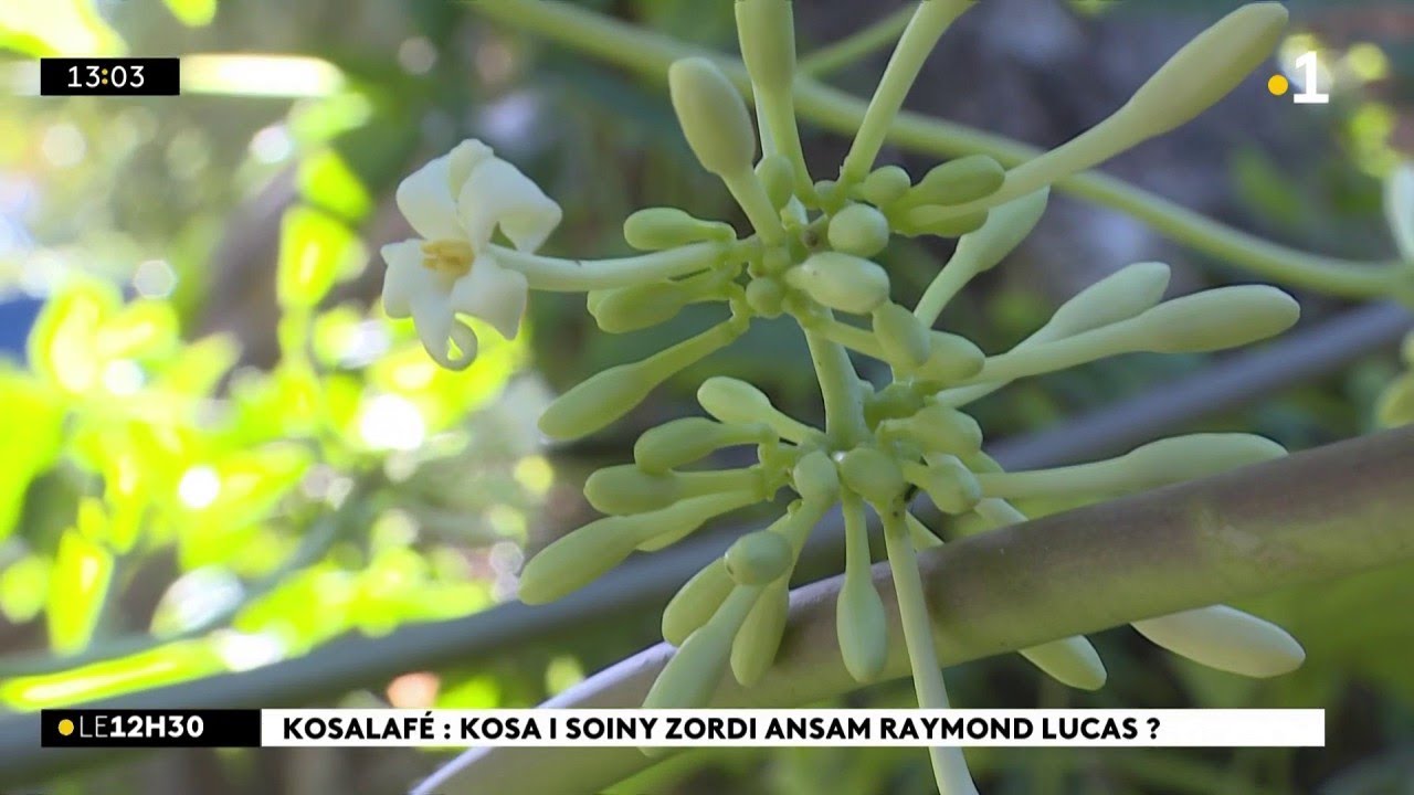 Kosalafé ! Kosa i soiny kwé ? Raymond Lucas ! Nout naturaliste i di anou toute su papaye mâle !