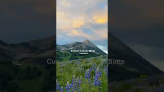 🪻🏔️Wildflower Season in Crested Butte