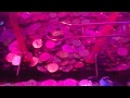 グランドクロスクロニクル 5000枚の落ち