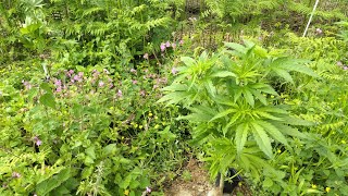 Guerilla Grow UK ep3