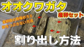 オオクワガタ卵の割り出し方法