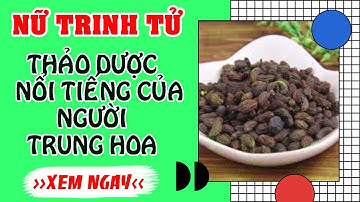 Nữ Trinh Tử - Dược liệu quý với nhiều công dụng cực bất ngờ ít người biết đến