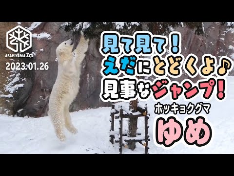 【旭山動物園】見て見て！枝にとどくよ♪🌿⛄️二足立ちジャンプ！両手で雪バサーっ！❄️🐻‍❄️ホッキョクグマのゆめちゃん [Asahiyama Zoo] Polar bear, Yume.