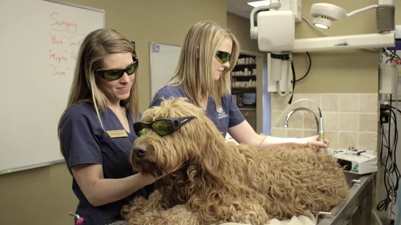 The Pet Hospitals We Know Pets Brand Video YouTube