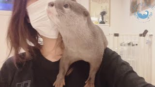 カワウソが肩に乗って甘えてくるのが愛しすぎる！！　Otters are so affectionate, and they get on my shoulders!